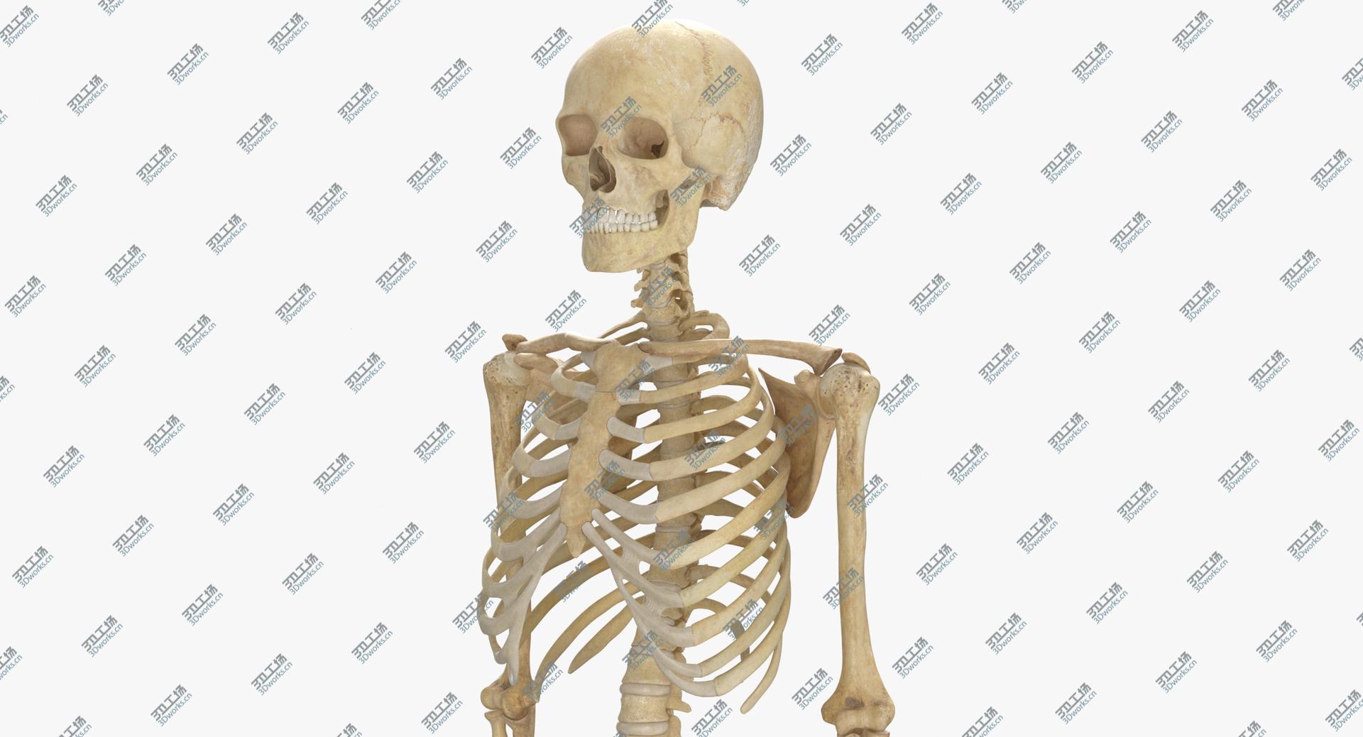 images/goods_img/202104023/Real Human Rib Cage Spine Male Skull Calvicle Scapula and Arms Bones Anatomy Intervertibral Disks 3D model/5.jpg